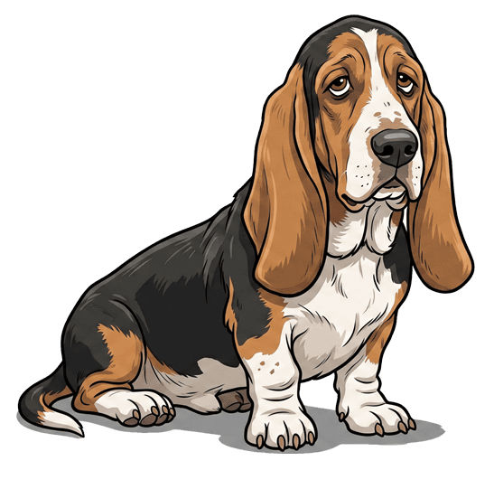 A basset hound